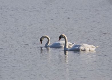 Mute swans float on water