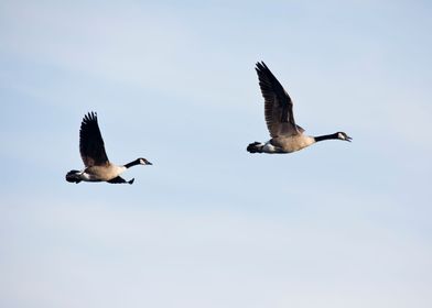 Country geese flying