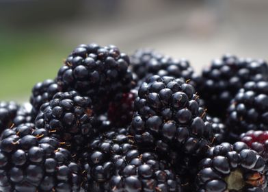 blackberries