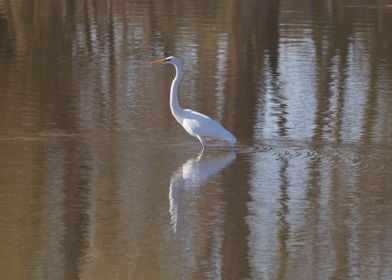 Great egret in autumn