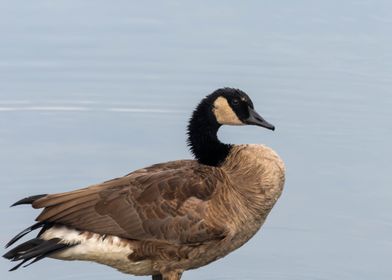 Canadian Goose coldweather