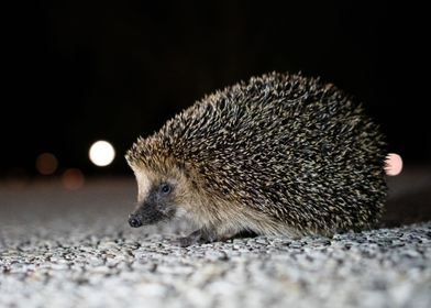 Hedgehog