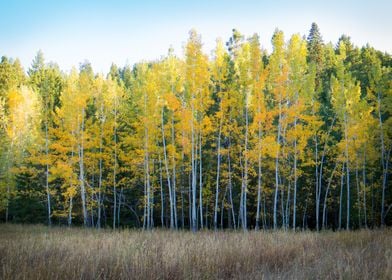 Yellow and Green Trees