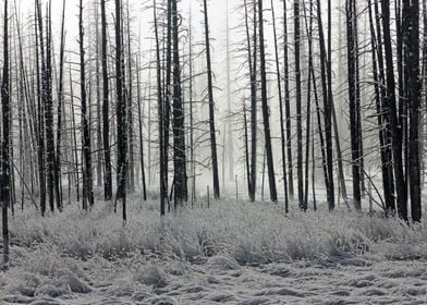 Frosty Morning