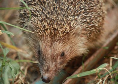 Porcupines