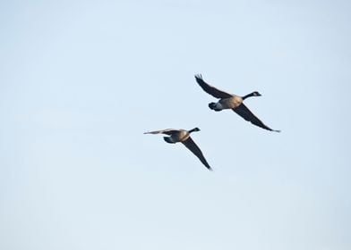 Two geese flying overhead