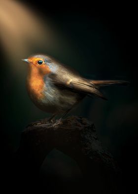 Robin