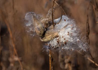 Milkweed plant in fall