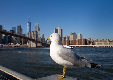 Seagull and NYC skyline