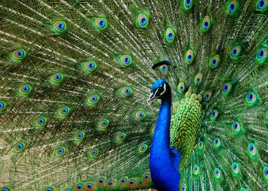 Beautiful Peacock