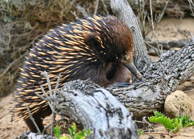 Hedgehog