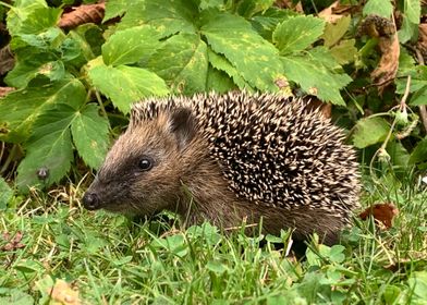 Hedgehogs