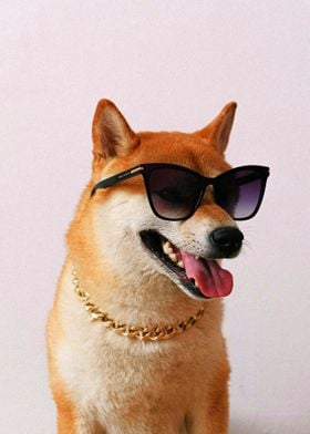 DOG WITH GLASSES