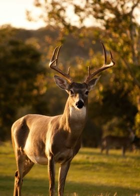 Christmas Deer