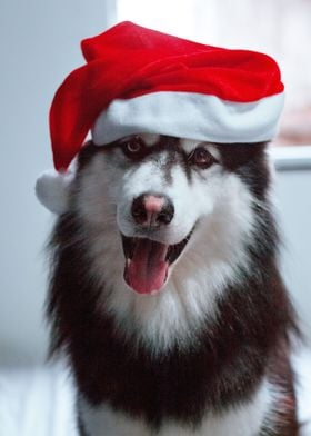 DOG CHRISTMAS HAT