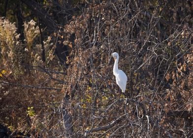 White egret in a tree