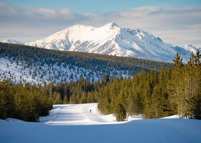 Winter and Green Forest