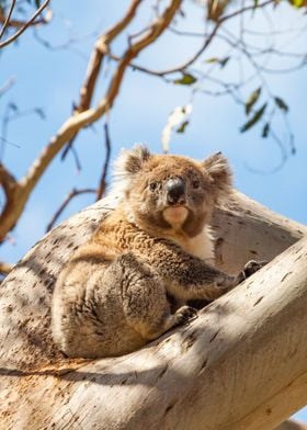 Wild koala Australia