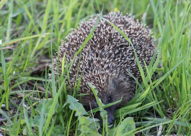 Hedgehogs