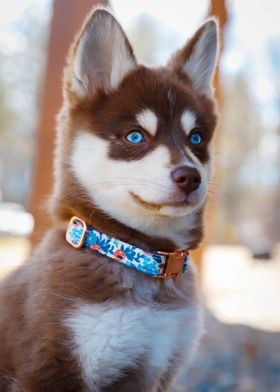 BLUE EYED DOG