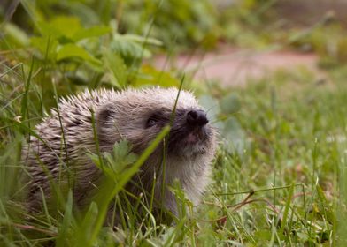 Hedgehog