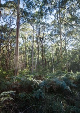 Eucalyptus trees Australia