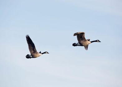 Two geese in the sky