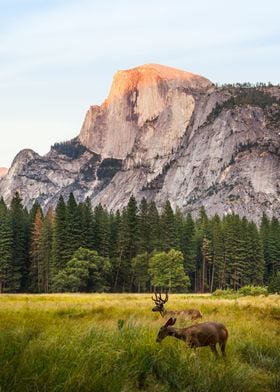 Yosemite Valley and Deers