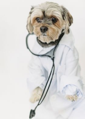 DOCTOR STYLE DOG