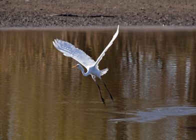 Common egret in flight