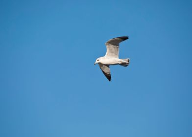 Gull in flight