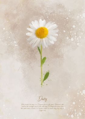 Daisy Flower