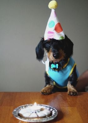 BIRTHDAY STYLE DOG