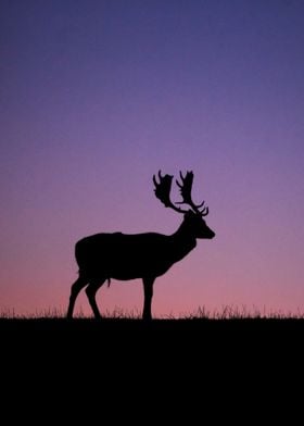 Deer Photography