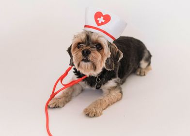 NURSE STYLE DOG