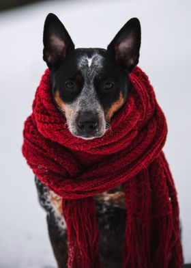 RED COAT DOG