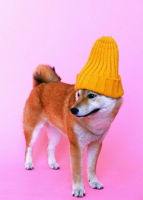A DOG WITH A BEANIE HAT
