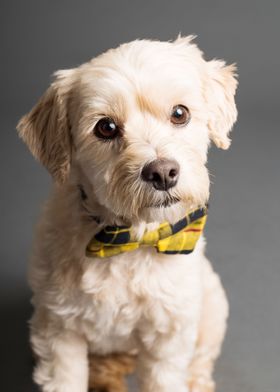 DOG WITH TIE