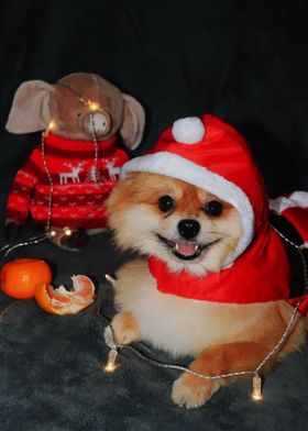 CUTE DOGS IN CHRISTMAS CLO
