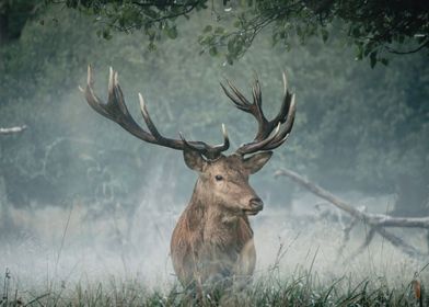 Deer Landscape