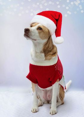CHRISTMAS CLOTHED DOGS