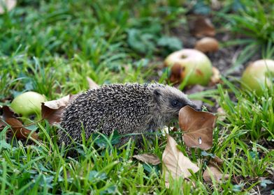 Porcupines