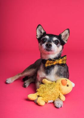 CUTE DOG WITH TIE