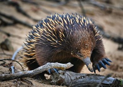 Porcupine