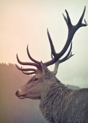 Wild Deer