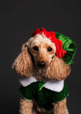 CHRISTMAS CLOTHED DOGS