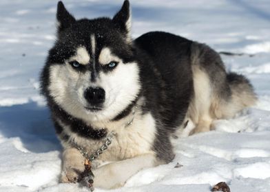 HUSKY