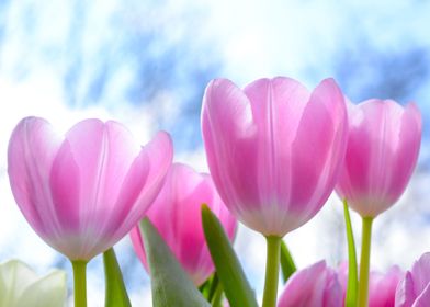 pink tulips