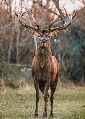 Beautiful Moment Animal