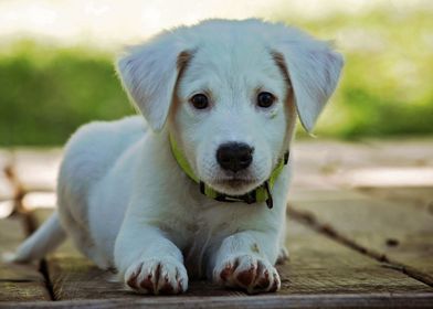 CUTE WHITE DOG